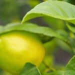 Porque é que os meus citrinos não dão frutos?