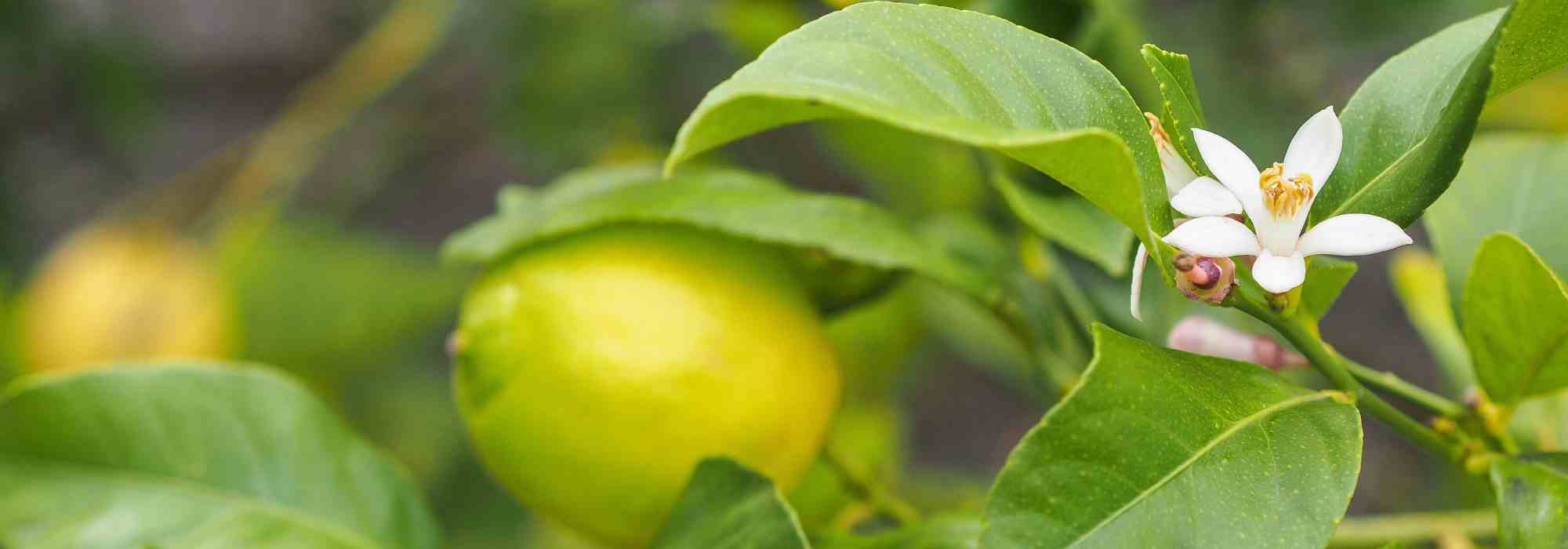 Porque é que os meus citrinos não dão frutos?