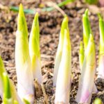 Como cozinhar e consumir os rebentos de hosta?