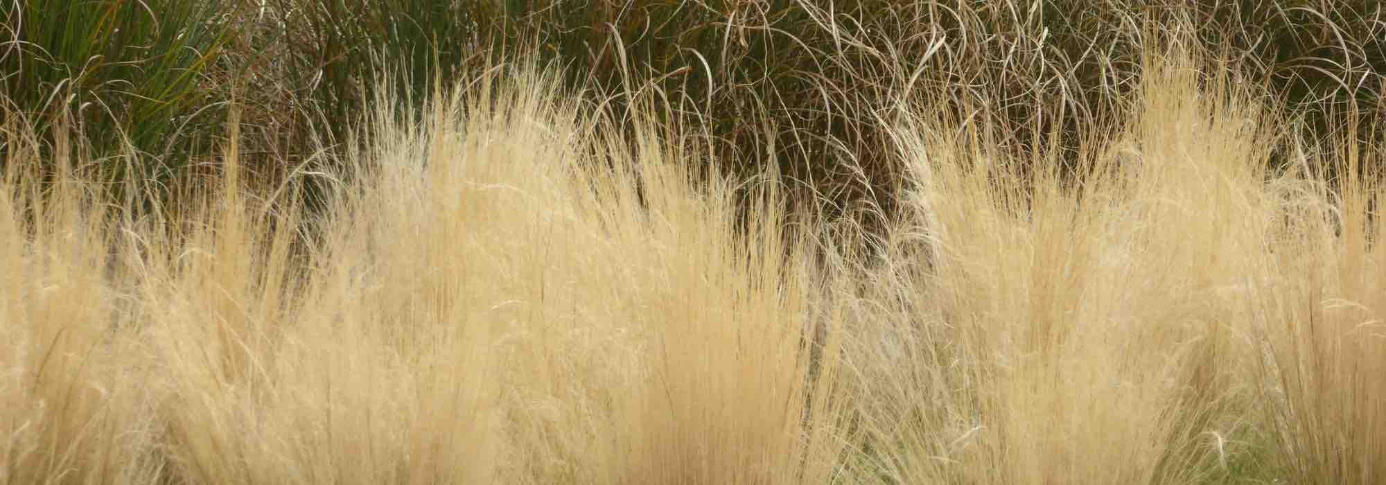 Cultivar uma estipa em vaso para dar vida ao seu terraço ou à sua varanda