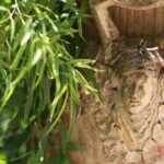 Como utilizar e integrar devidamente os vasos de terracota no jardim?