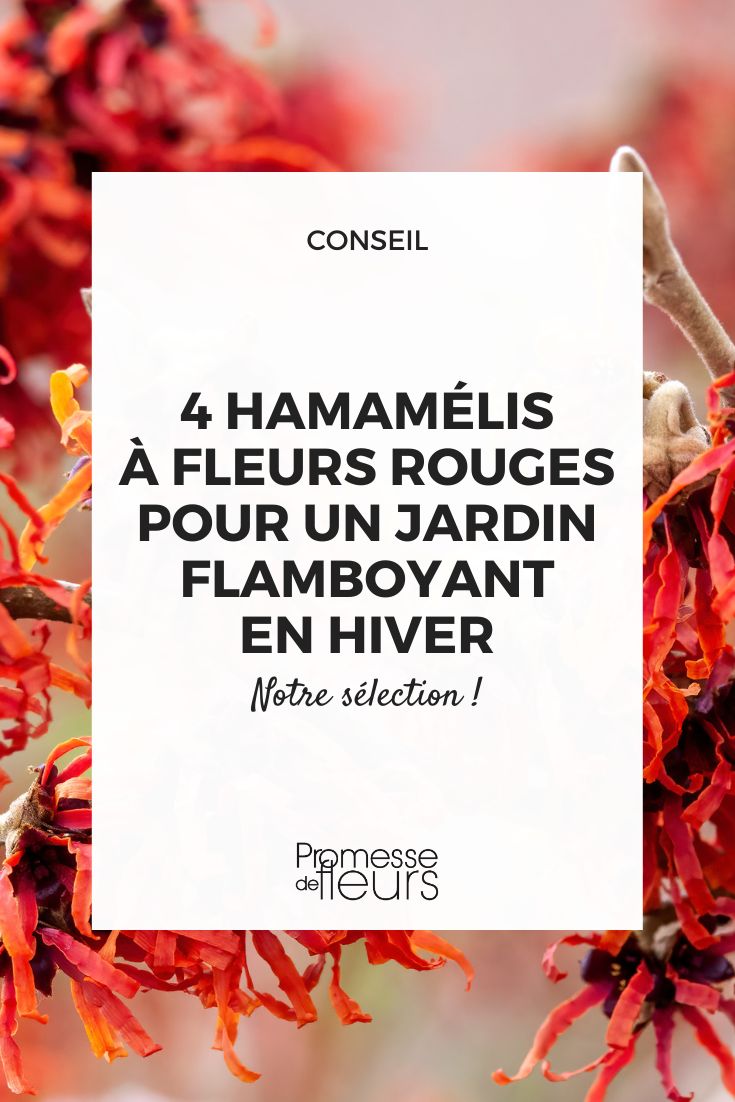 flores de hamamélis
