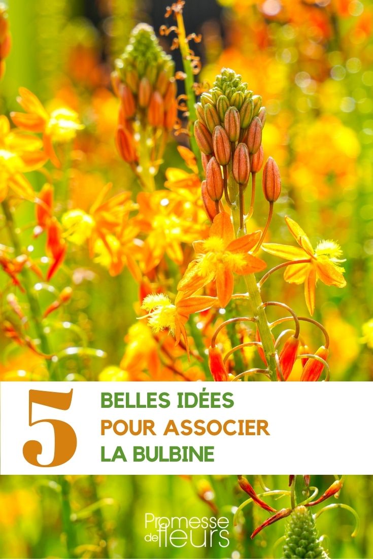 Combinação das flores de cebolinha-de-jardim