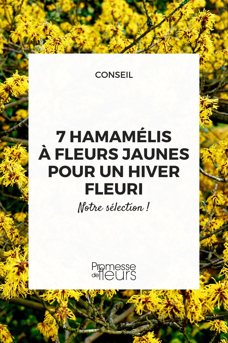 hamamélis 'Arnold Promise