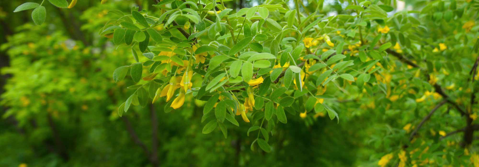 Caragana arborescens, acácia-amarela: plantação, cultivo e manutenção