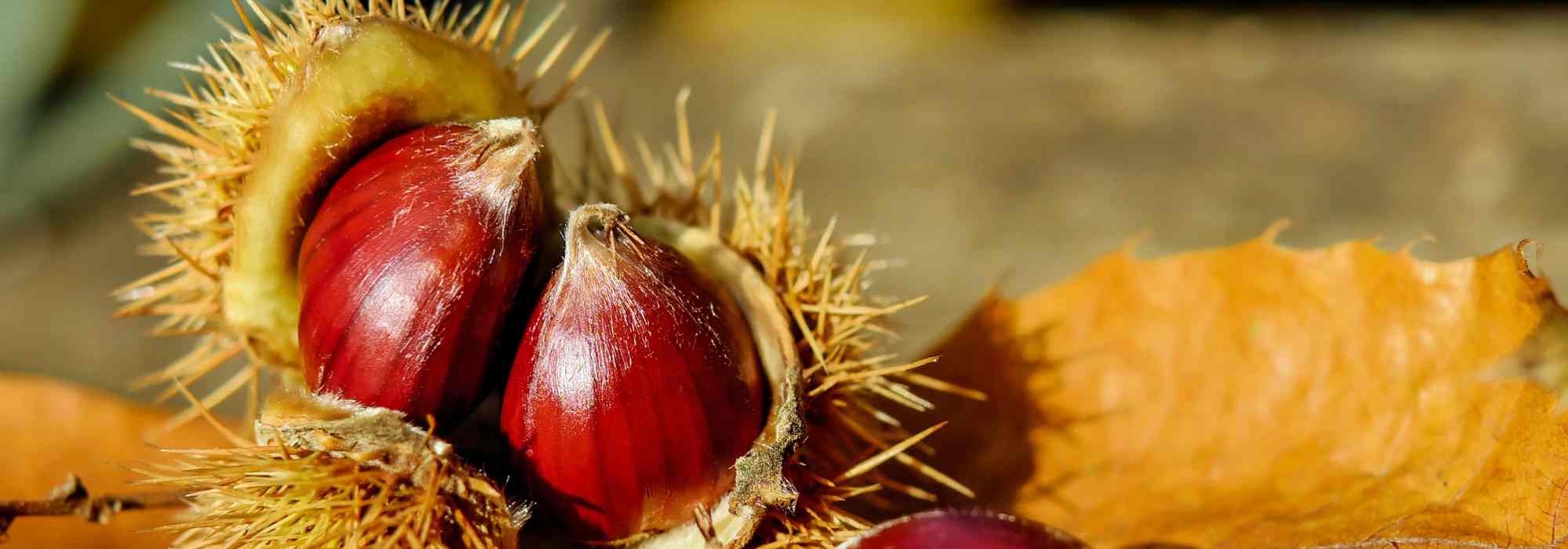 A castanha: tudo sobre este fruto de outono