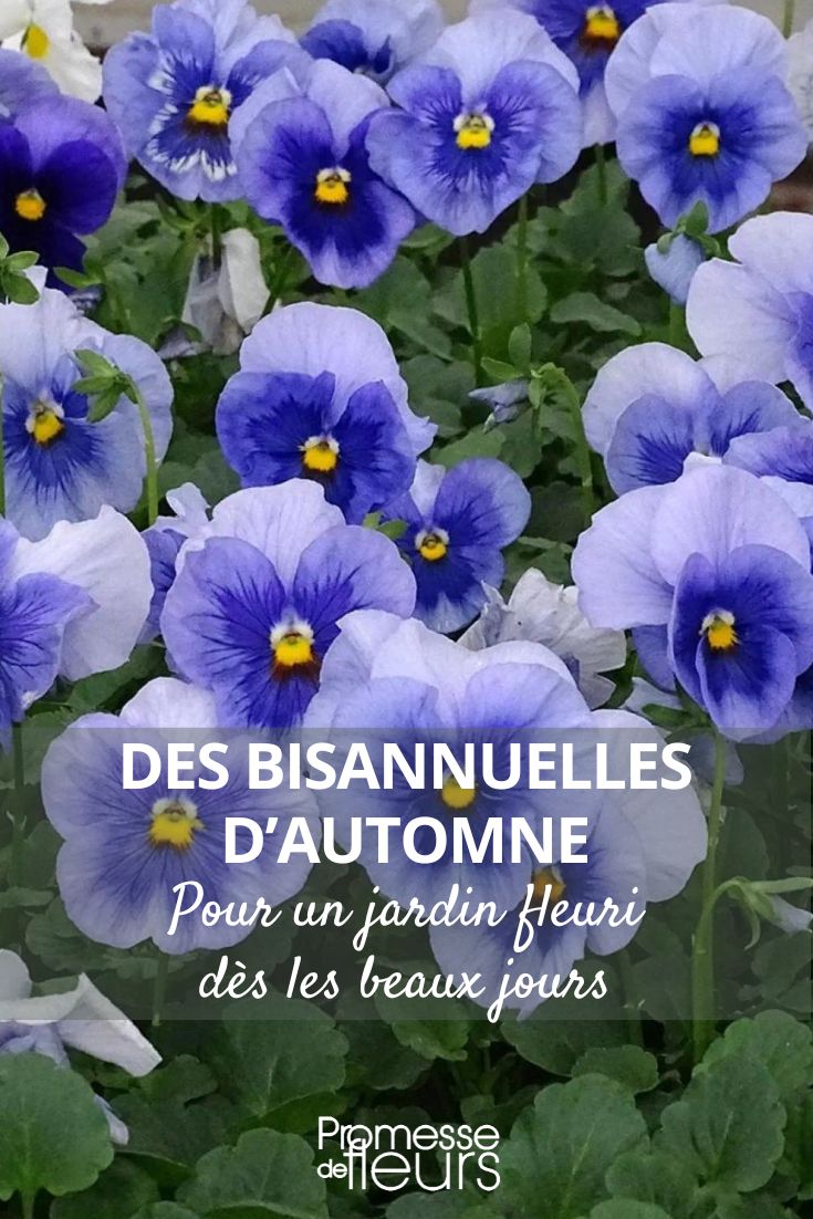 Amor-perfeito 'Inspire Metallic Blue Blotch'