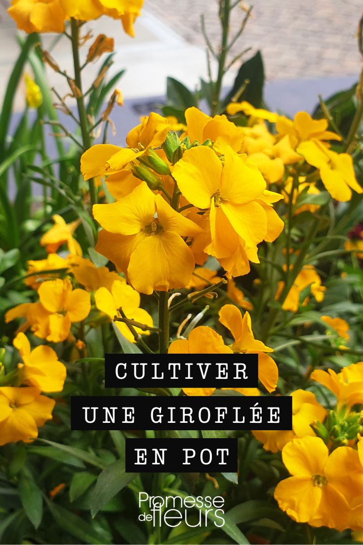 flores de eríssimo