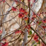 4 hamamélis de flores vermelhas para um jardim flamboyant no inverno