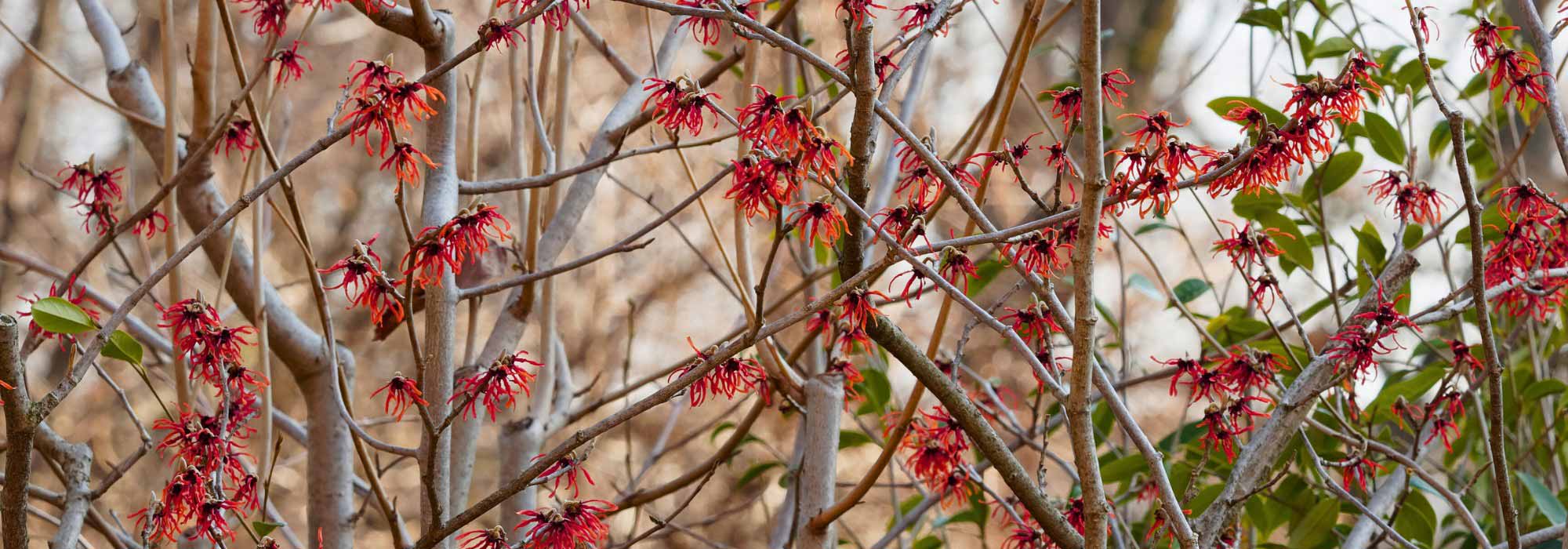 4 hamamélis de flores vermelhas para um jardim flamboyant no inverno