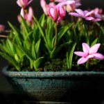 O Kusamono: composições vegetais vindas do Japão