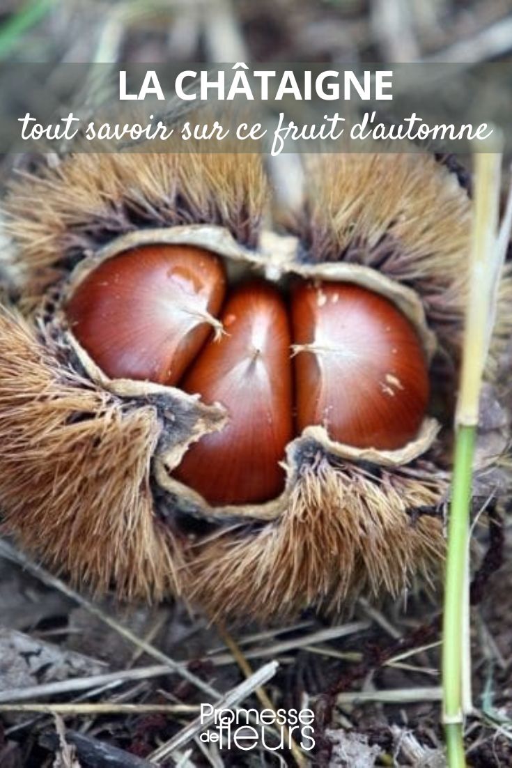 castanhas