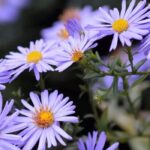 Ásteres anões: flores compactas para jardins pequenos e varandas