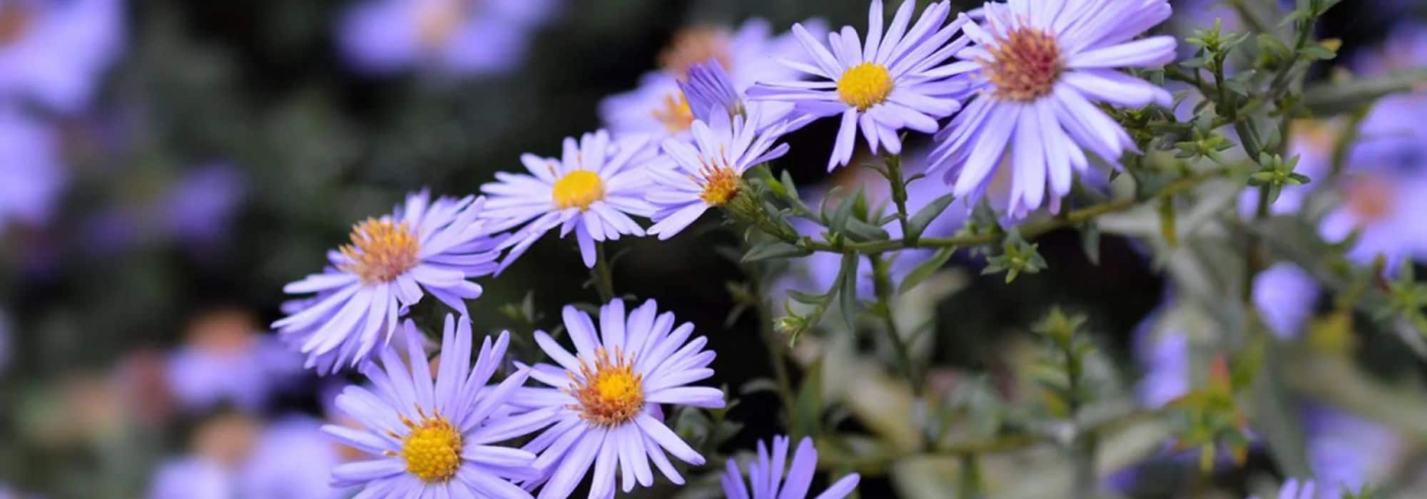 Ásteres anões: flores compactas para jardins pequenos e varandas