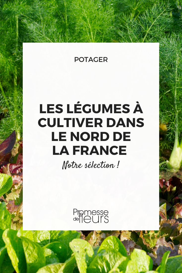 Que legumes cultivar na região de Hauts-de-France?