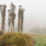 Pseudopanax: como protegê-lo do frio e prepará-lo para o inverno?
