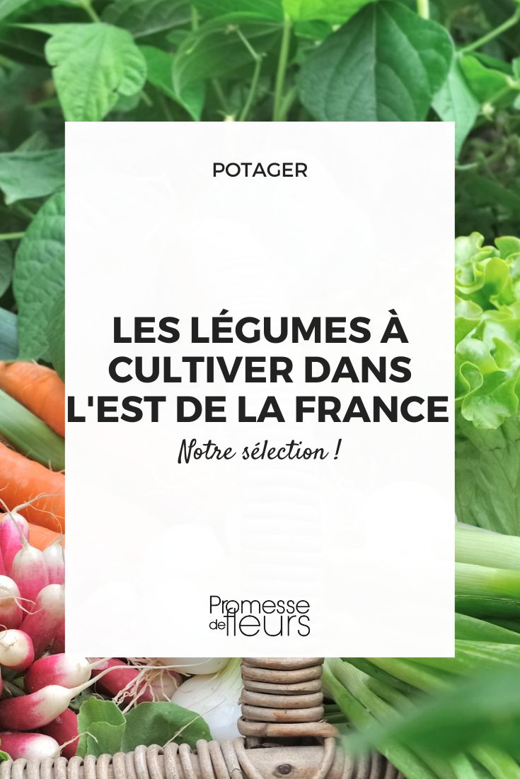 a nossa seleção de legumes para cultivar no Leste de França