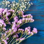Como colher e secar o limónio para obter ramos de flores duradouros?