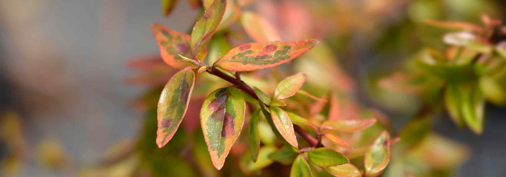 5 variedades de abélias variegadas indispensáveis no jardim
