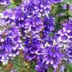 Arbustos de cobertura que florescem no outono: os nossos favoritos