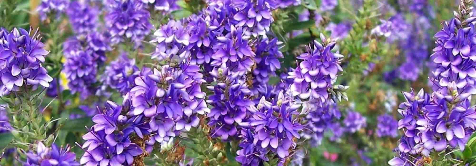 Arbustos de cobertura que florescem no outono: os nossos favoritos