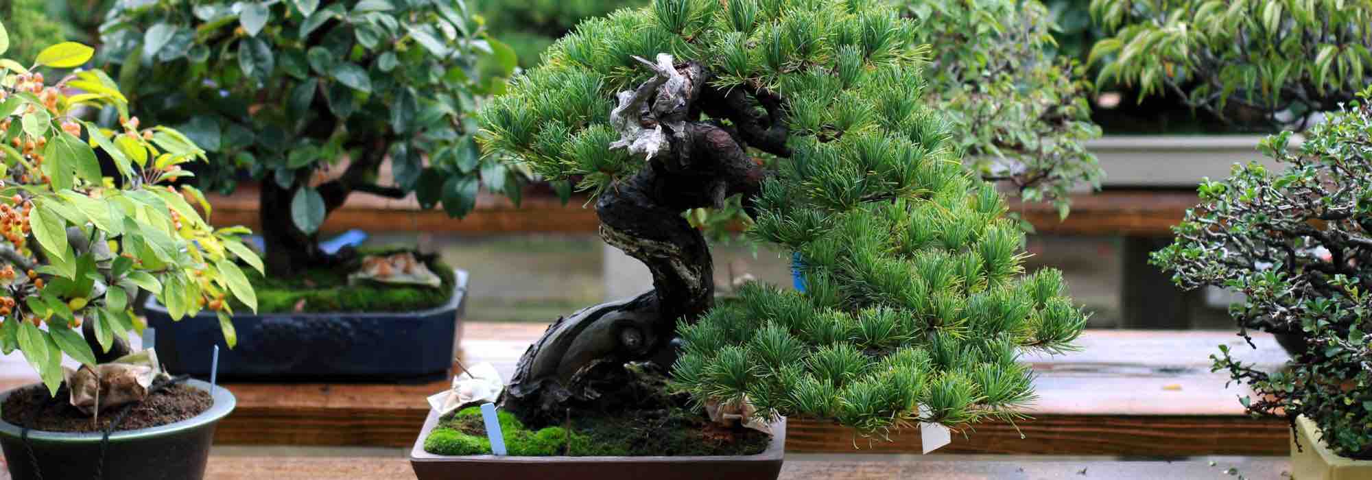 Como regar corretamente um bonsai?