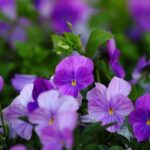 Como proteger as suas plantas bienais da geada para prolongar a floração?
