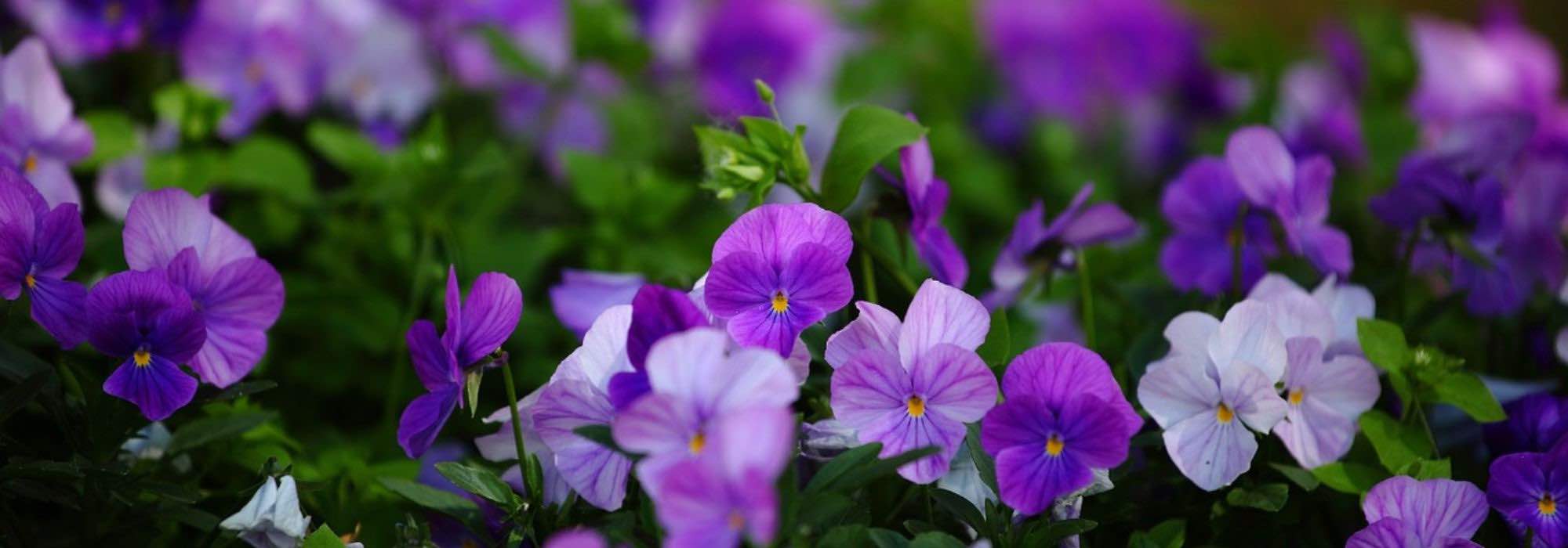 Como proteger as suas plantas bienais da geada para prolongar a floração?