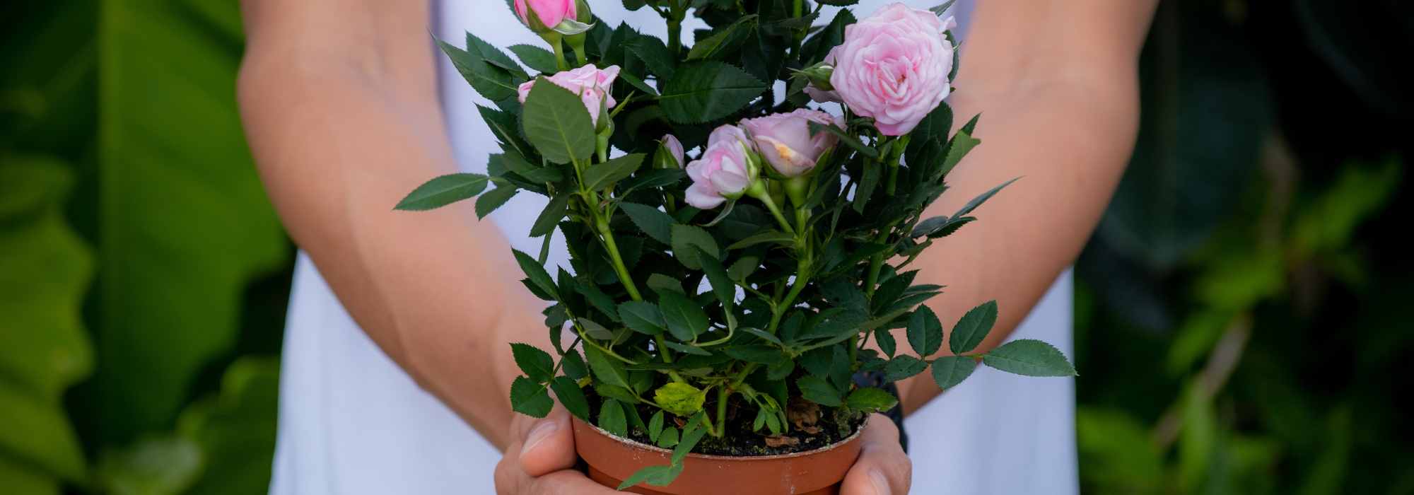 Recebeu uma planta de presente no verão: os nossos conselhos