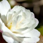 Camélia: como protegê-la da geada e prepará-la para o inverno?