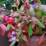 Cultivar Ceratostigma em vaso