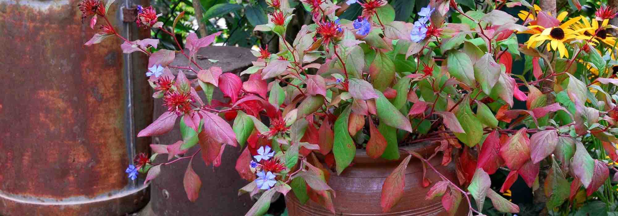 Cultivar Ceratostigma em vaso