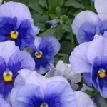 Escolher plantas bienais de outono para um jardim florido logo que chegam os dias amenos