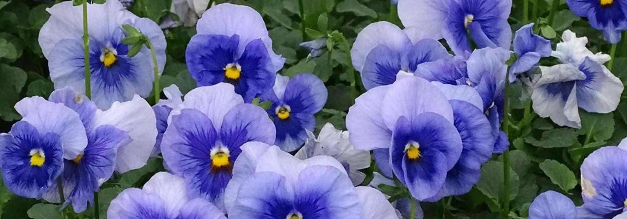 Escolher plantas bienais de outono para um jardim florido logo que chegam os dias amenos