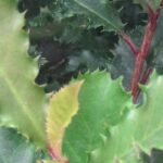 Como escolher uma fotínia para o seu jardim?