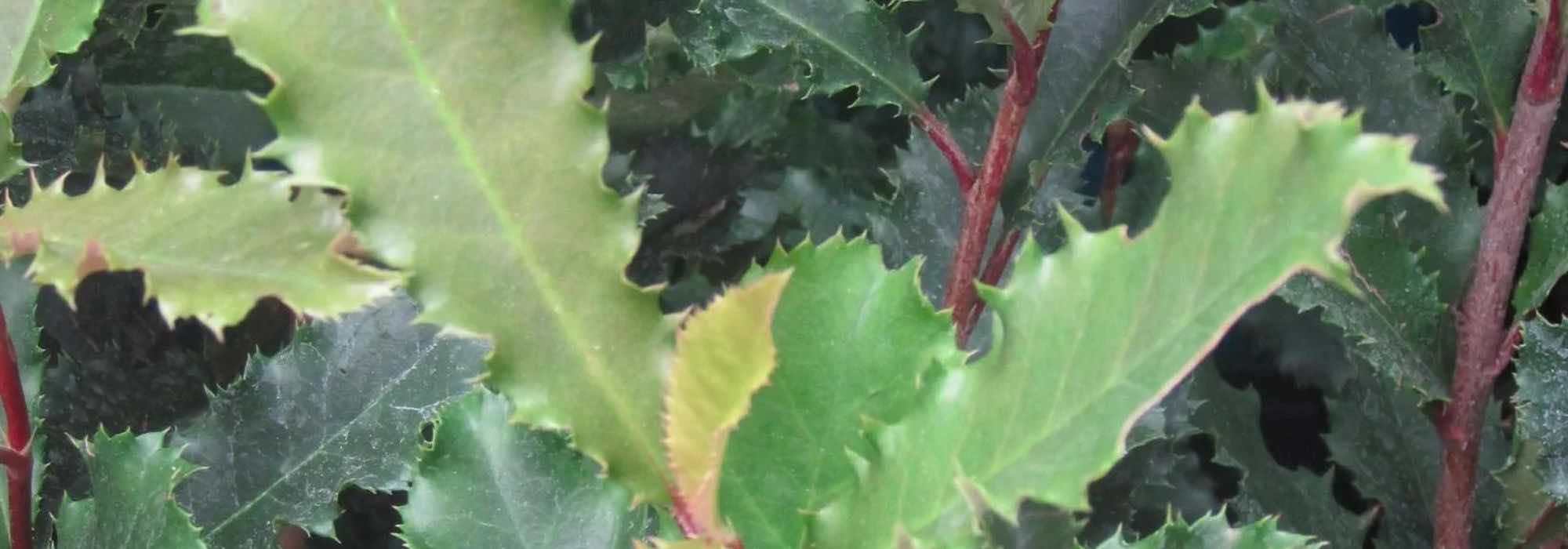 Como escolher uma fotínia para o seu jardim?