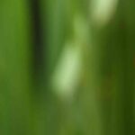 A joaninha no jardim: uma aliada natural contra as pragas