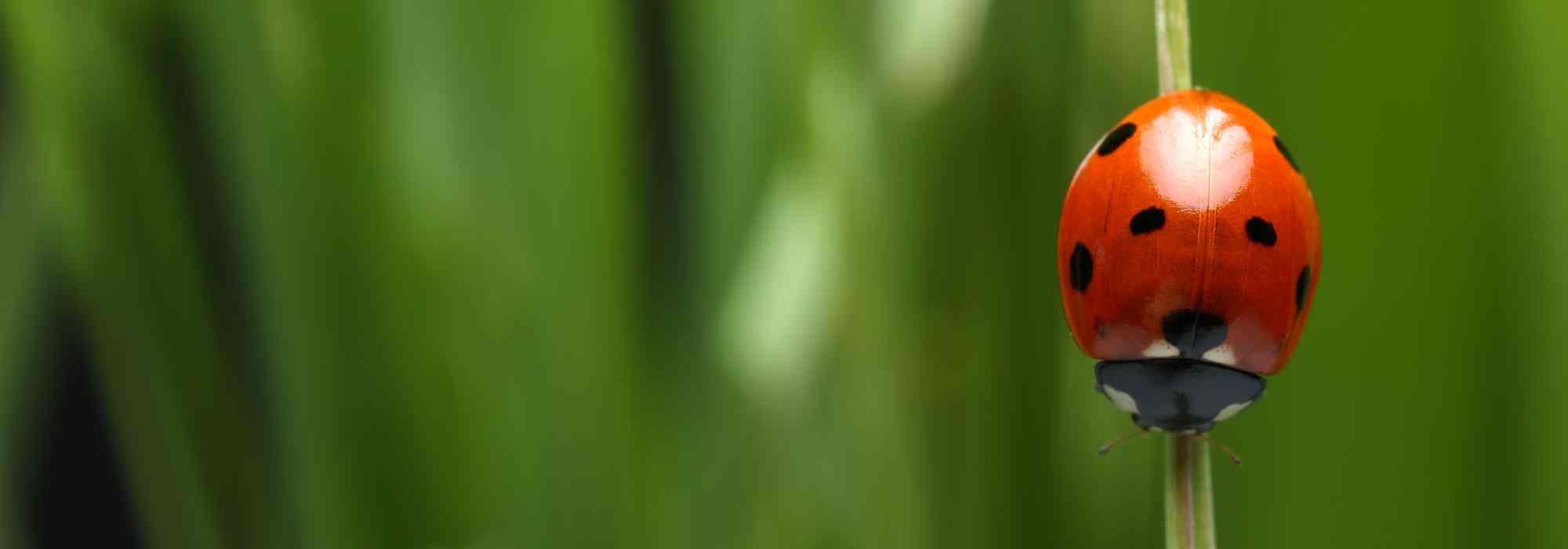 A joaninha no jardim: uma aliada natural contra as pragas
