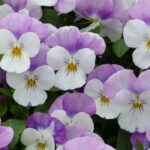 Como cultivar as plantas bienais de outono?
