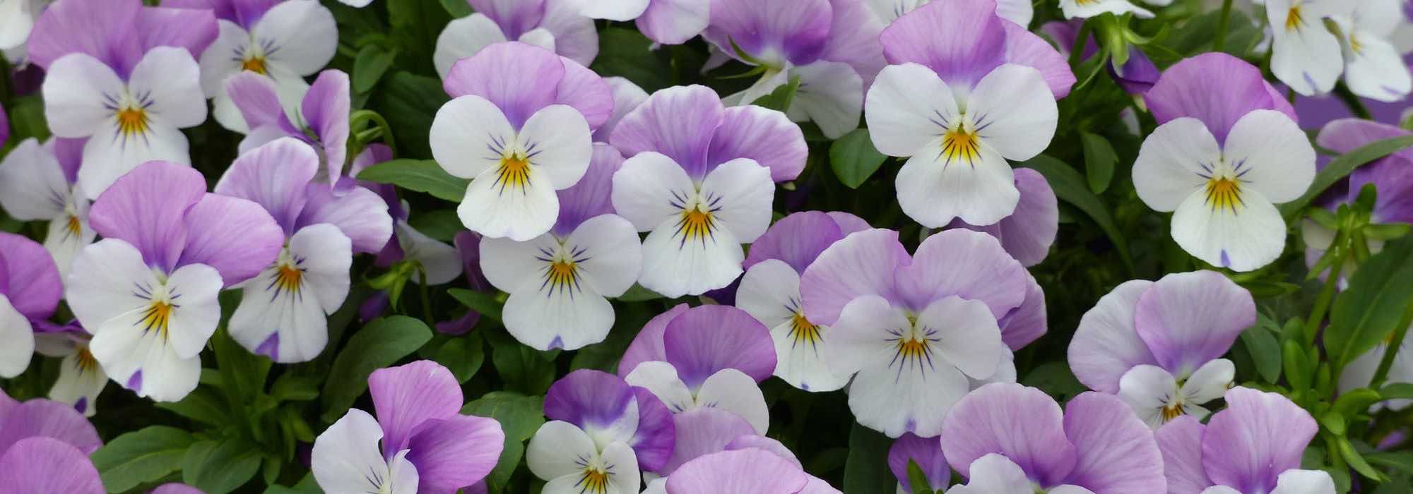Como cultivar as plantas bienais de outono?