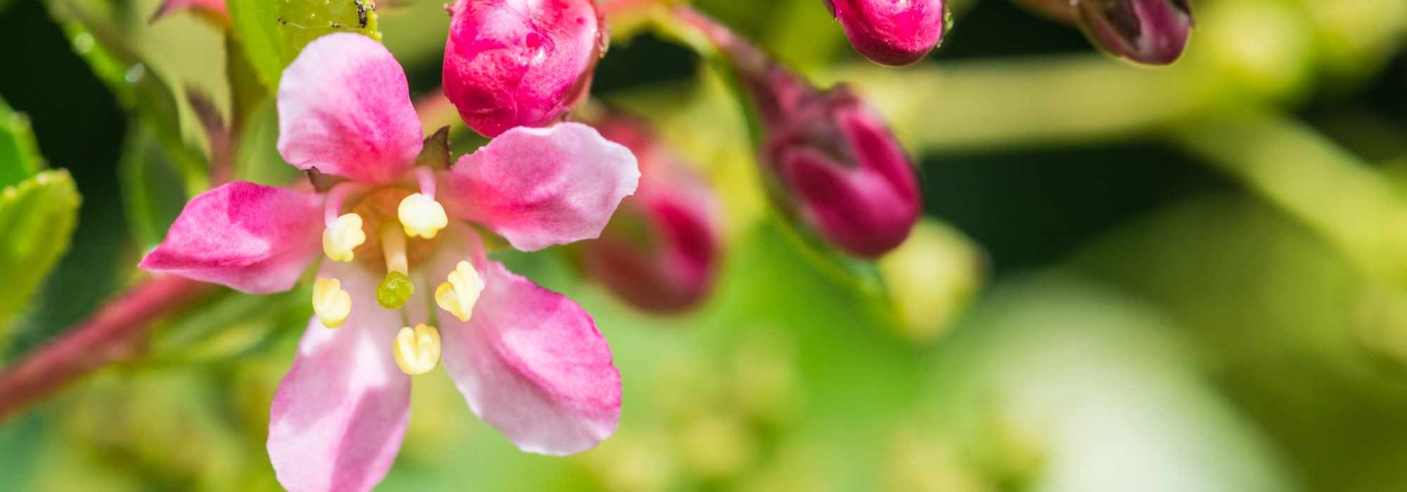 Como escolher uma escallónia para o jardim?