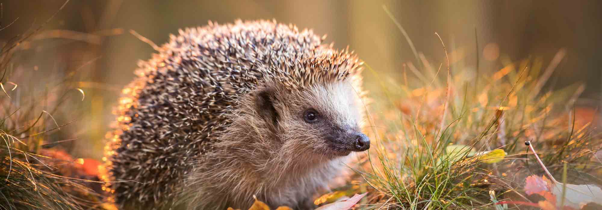 Como tornar o jardim acolhedor para os animais no inverno?