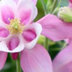 Dar flor à sombra: as melhores plantas para zonas sombrias