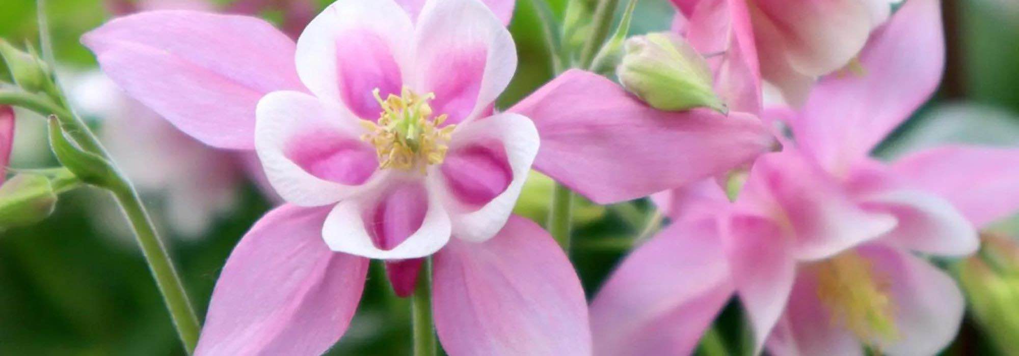 Dar flor à sombra: as melhores plantas para zonas sombrias