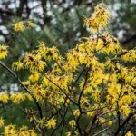 7 hamamélis de flores amarelas para um inverno florido