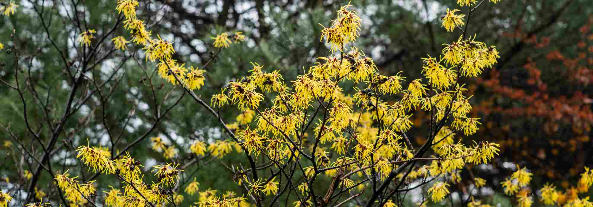 7 hamamélis de flores amarelas para um inverno florido