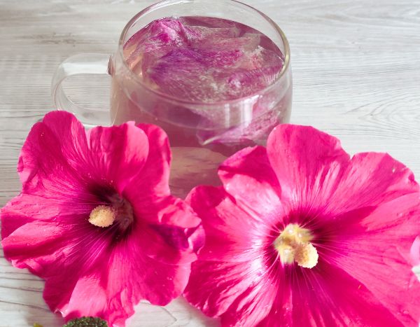 Como preparar uma infusão de malva-real?