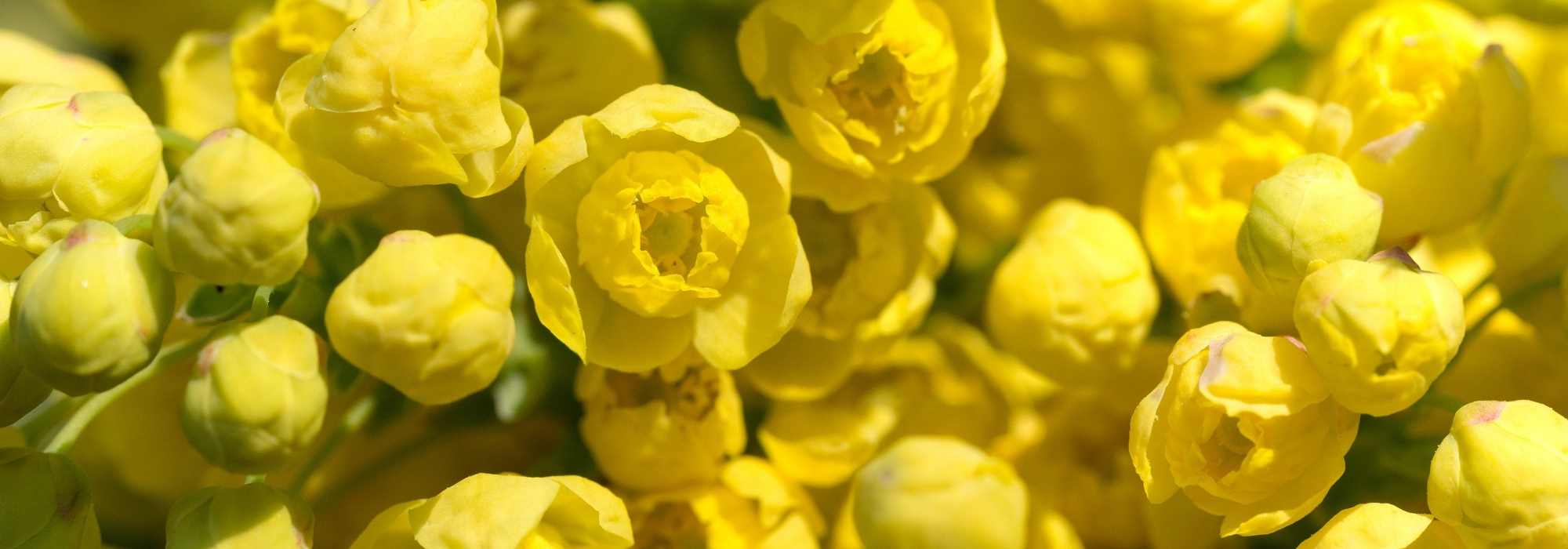 5 mahónias de flores perfumadas
