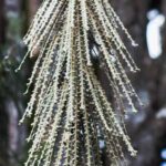 Como multiplicar o Pseudopanax?