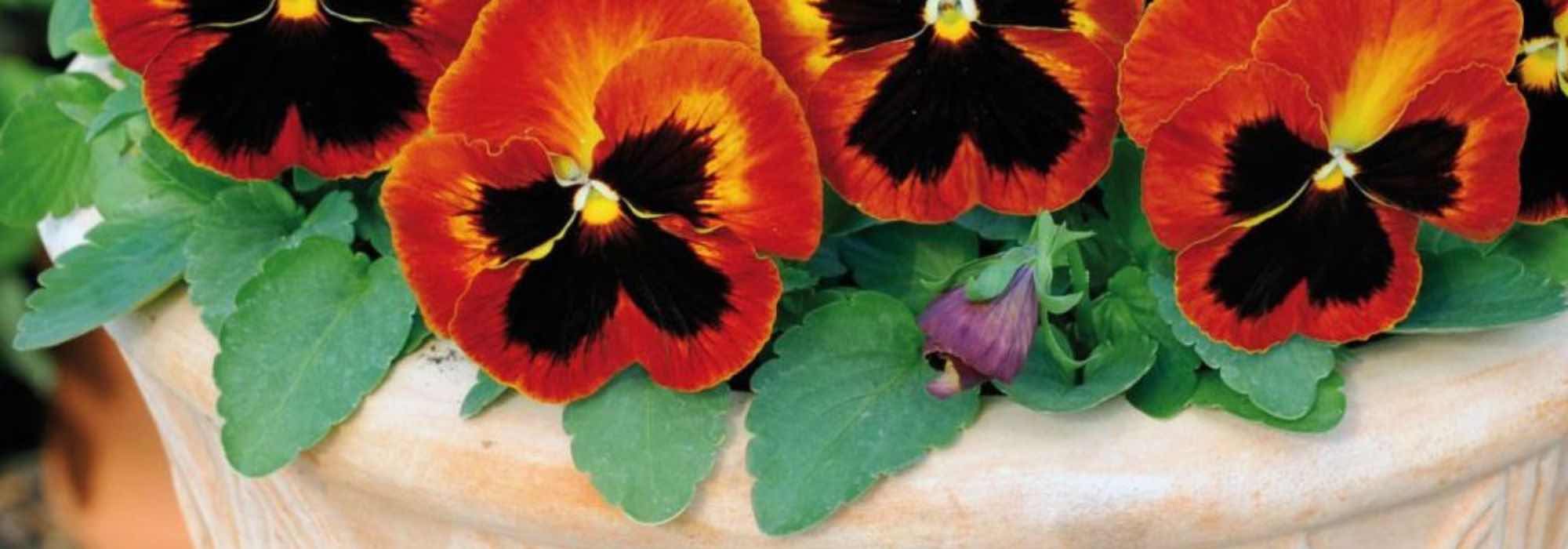 Como cultivar amores-perfeitos em vaso ou floreira: os nossos conselhos